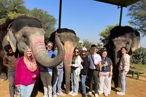 Jaipur : visite de la ville avec interaction avec les éléphants