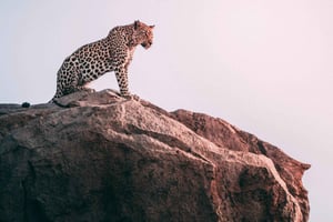 Jaipur : Safari en jeep 4×4 dans la réserve de léopards de Jhalana Amagarh