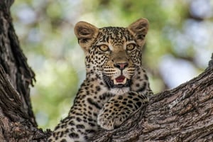 Jaipur: Jhalana leopardisafari yksityinen retki