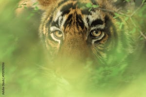 Jaipur: dagtocht naar Sariska National Park met tijgersafari