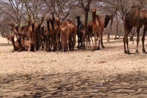 Jaisalmer: Besuch eines Kameldorfes mit Kamelritt und Kamelbegegnung