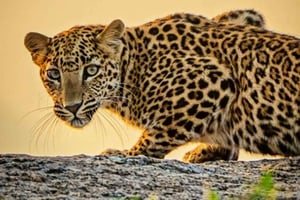 Jawai luipaard wildlife safari privétour in een 4x4 jeep