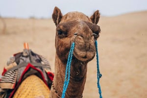 Джайсалмер: 2-дневное сафари по пустыне Тар