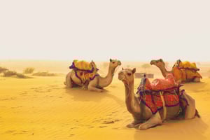 Privat Gulltrekant-tur med Jodhpur og Jaisalmer 8D/7N