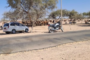 Private Tour ab Jaisalmer: Kamelfarm & Dorfleben