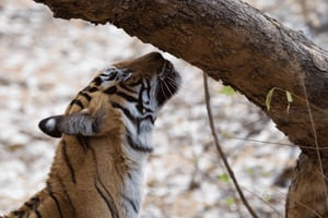Ranthambore: Jungle & Boat Safari with Hotel Stay