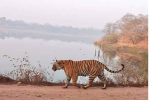 Junglesafari in Ranthambore vanuit Jaipur met auto en ticket
