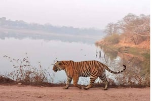 Safari na selva de Ranthambore a partir de Jaipur, com transporte de carro e bilhete