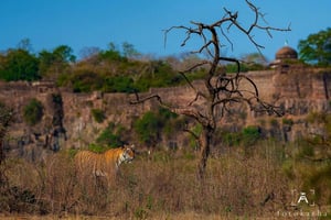 Ranthambore Jungle Safari: Jaettu safari parhaimmille alueille