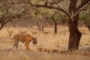 Parco nazionale di Ranthambore: biglietto per il safari con opzione di ritiro