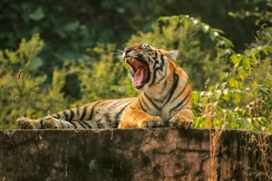 Von Sawai Madhopur: Jeep-Safari im Ranthambore-Nationalpark