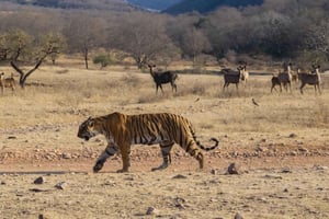 Reserva de tigres de Ranthambore: safari en jeep con entrada al parque