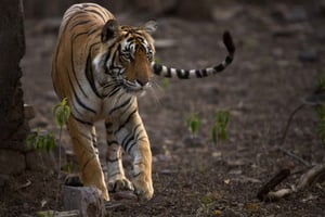 Ranthambore: Tiger Reserve Jungle Safari Experince
