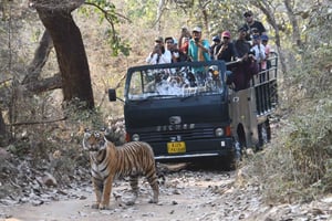 Ranthambore: Tiger Safari Tour i Canter