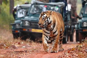 Ranthambore Tiger Safari Golden Tringle Tour 7 päivää
