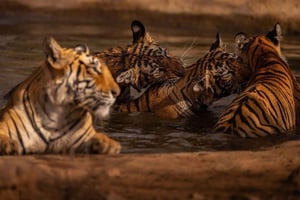 Ranthambore Wilderness Private Jeep Safari