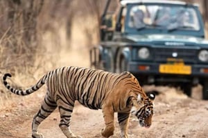 Ranthambore WildLife (tijgersafari)Dagvullende tour vanuit Jaipur