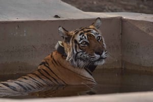 Sariska : safari privé guidé vers les tigres en gitane