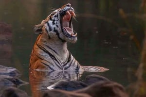 Sariska Tiger Reserve: Gypsy & Canter jungle Safari Transfer