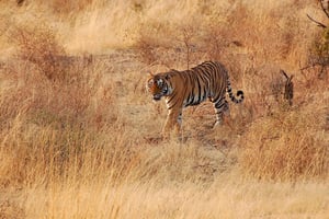 Sawai Madhopur: Ranthambore Opastettu safarimatka