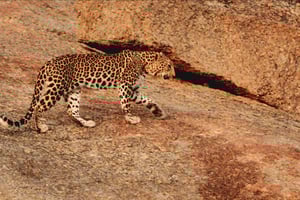 Safari de leopardos em Jawai Aventura em 4x4 Gypsy com guia