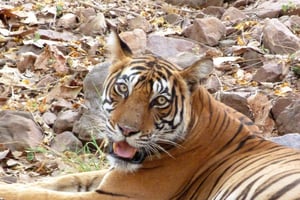 Repérez les tigres et les autres animaux sauvages de Ranthambore lors d'une excursion d'une journée.