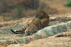 “Wild Whispers of Jawai – The Leopard’s Hidden Kingdom”