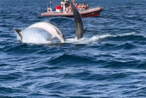 Albufeira: Delfinsafari og Benagil Cave Boat Cruise