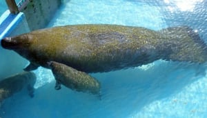 Ecoparque Peixe Boi Marine Institute