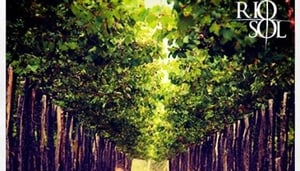Santa Maria Vineyard
