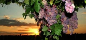 Sertãoen (Tørreområder)