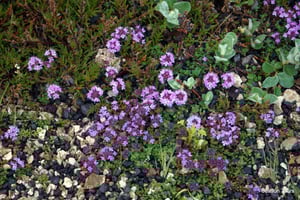 Unleash Your Inner Explorer: Top 10 Winter Hikes in Reykjavik