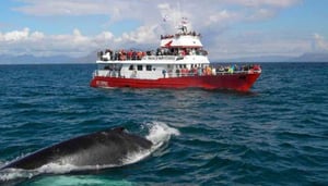 Elding Whale Watching