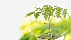 Friðheimar - Geothermal Greenhouse