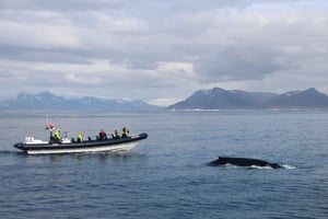 Reykjavik: Hvalsafari med RIB-båt