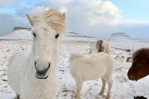Reykjavikista: Golden Circle & Horse Riding Tour