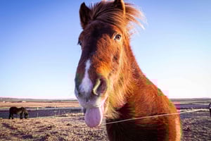 Visite privée du cercle d'or, de la boulangerie de la source chaude et de la ferme de tomates
