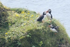 Private Day Tour South Coast with Glacier Walk