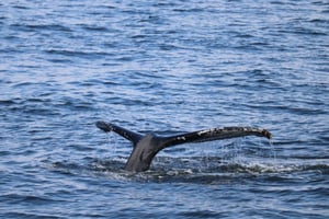 Reykjavik: 9pm Whale Watching Cruise in the Arctic Sun