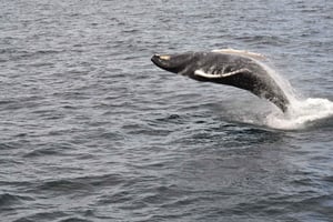 Reykjavik: Båttur for mest verdifull hvalsafari