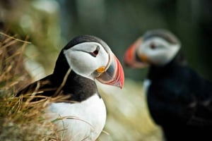 Reykjavik: Puffin Watching Boat Tour