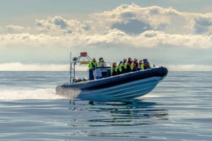 Reykjavík: tour di osservazione dei puffini in motoscafo RIB