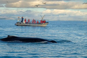 Reykjavik: RIB-båttur med hval- og lundefuglobservasjon