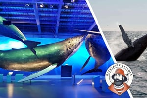 Reykjavik: Hvalsafari og hvalutstilling