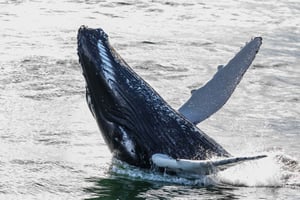 De Reykjavik: excursion en bateau sur les baleines et les aurores boréales