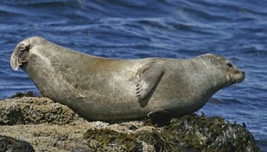The Icelandic Seal Center - Selasetur