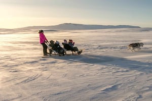 Winter Dog Sledding next to Reykjavik