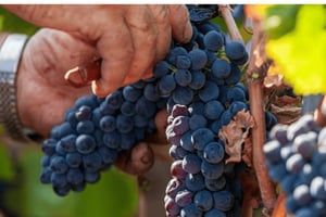 Besøk og smaksprøver på vingård i nærheten av Roma