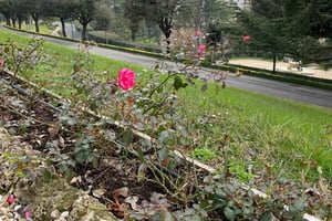 Vatikaanin sisäpiirissä: Vatikaanin puutarhat ja Sikstuksen kappeli