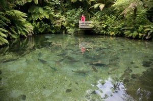 Paradise Valley Springs